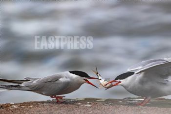 EA347985, Eastpress, Porvoo, Finland